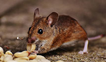 24 Hour & Emergency Exterminators in Mountain Park, OR